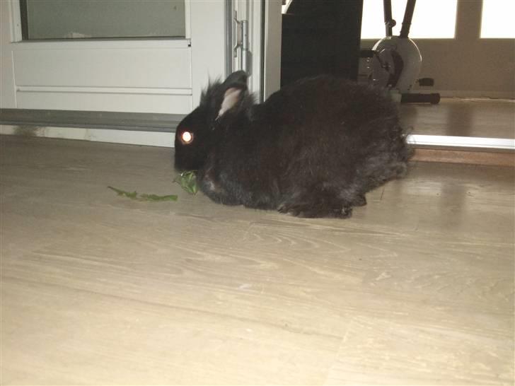 Kanin Jenny †R.I.P 26.6.'10†  - Her ses det tydeligt at hun havde ondt, taget blot få timer før hun blev aflivet.. billede 10