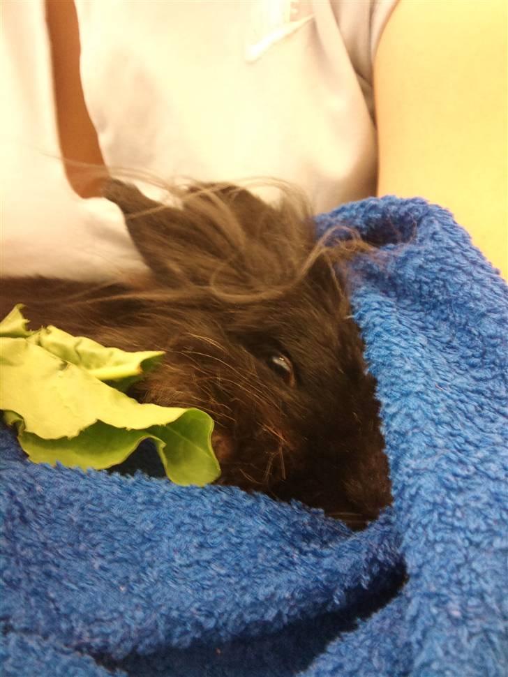 Kanin Jenny †R.I.P 26.6.'10†  - Her sad vi og ventede på dyrlægen kom :( billede 11