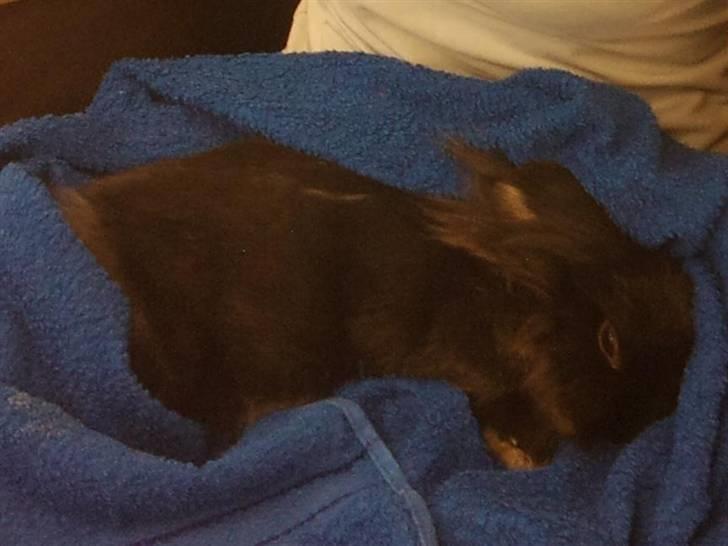 Kanin Jenny †R.I.P 26.6.'10†  - Her havde hun lige fået bedøvelsesmidlet :( billede 12