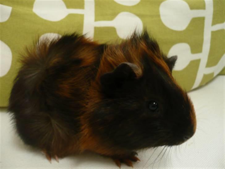 Marsvin Spike billede 1