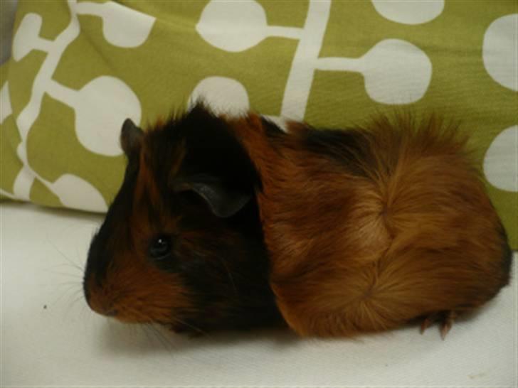 Marsvin Spike billede 2