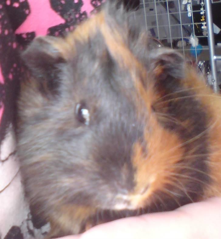 Marsvin Spike - Et billed taget dagen efter ankomst til sit nye hjem hos mig :) billede 3