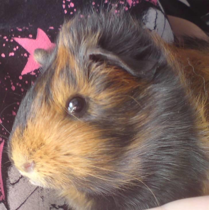 Marsvin Spike - Et billed taget dagen efter ankomst til sit nye hjem hos mig :) billede 4