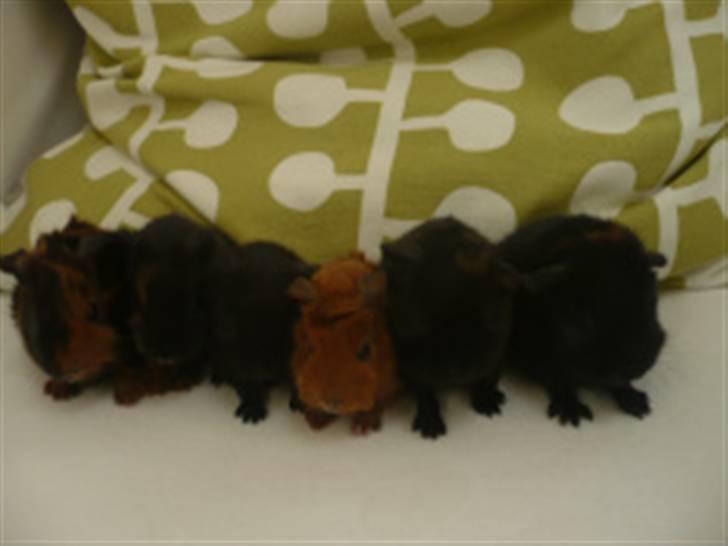 Marsvin Spike - Et billed af hele kuldet, min er længst til venstre :) billede 5