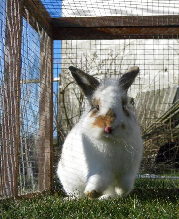 Kanin Nalle billede 2