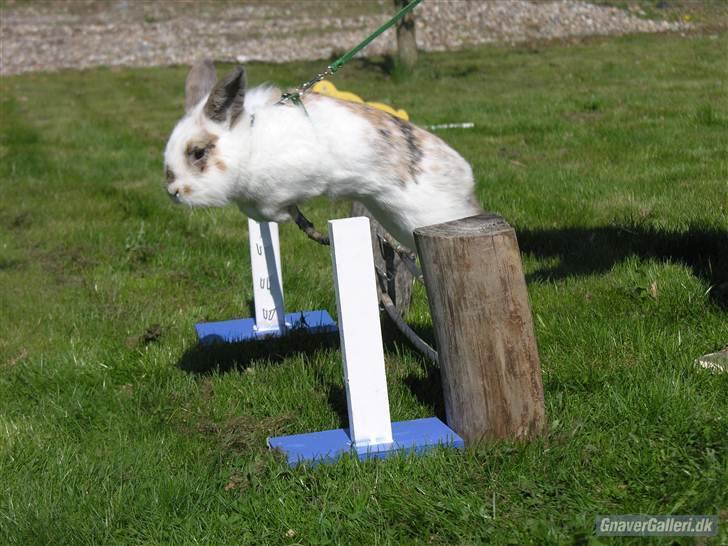 Kanin Nalle - foto- Marianne/Stald freak billede 3