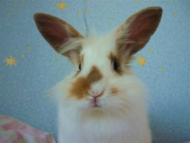 Kanin Nalle billede 4