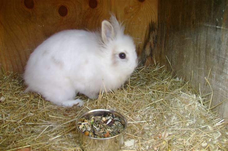 Kanin Snupti billede 5