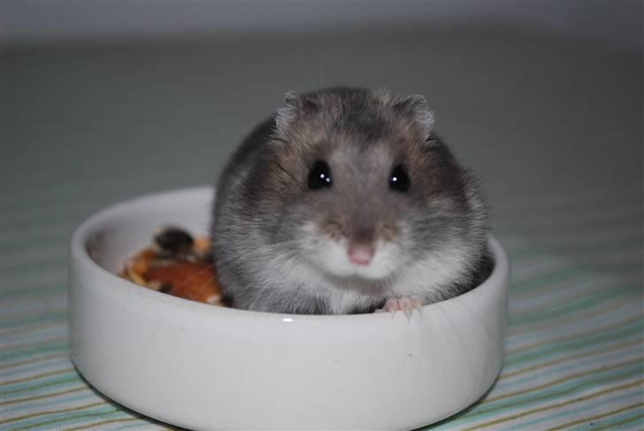 Dværghamster Max billede 6