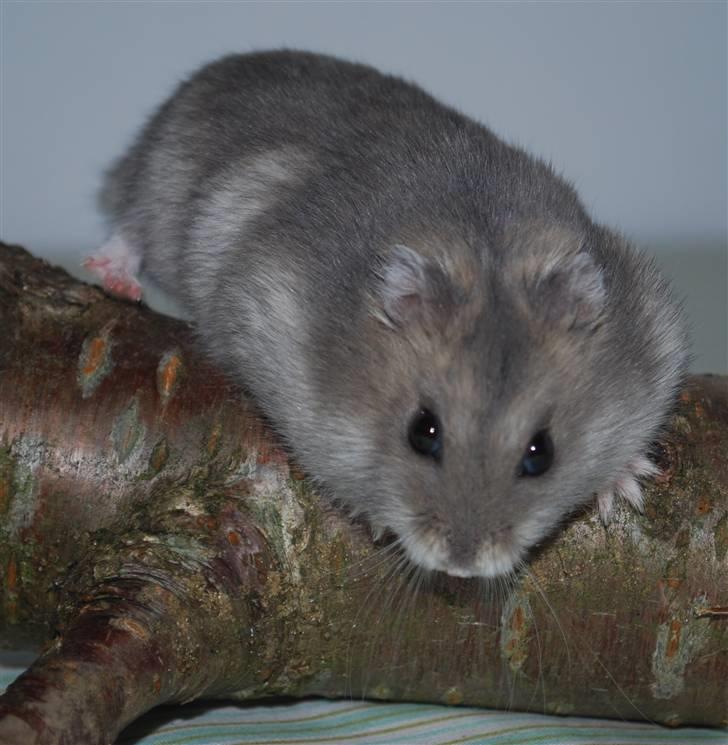 Dværghamster Max billede 7