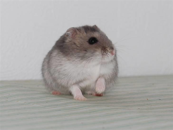 Dværghamster Max billede 8