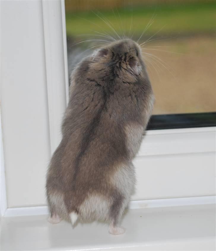 Dværghamster Max - Haløj..  billede 9