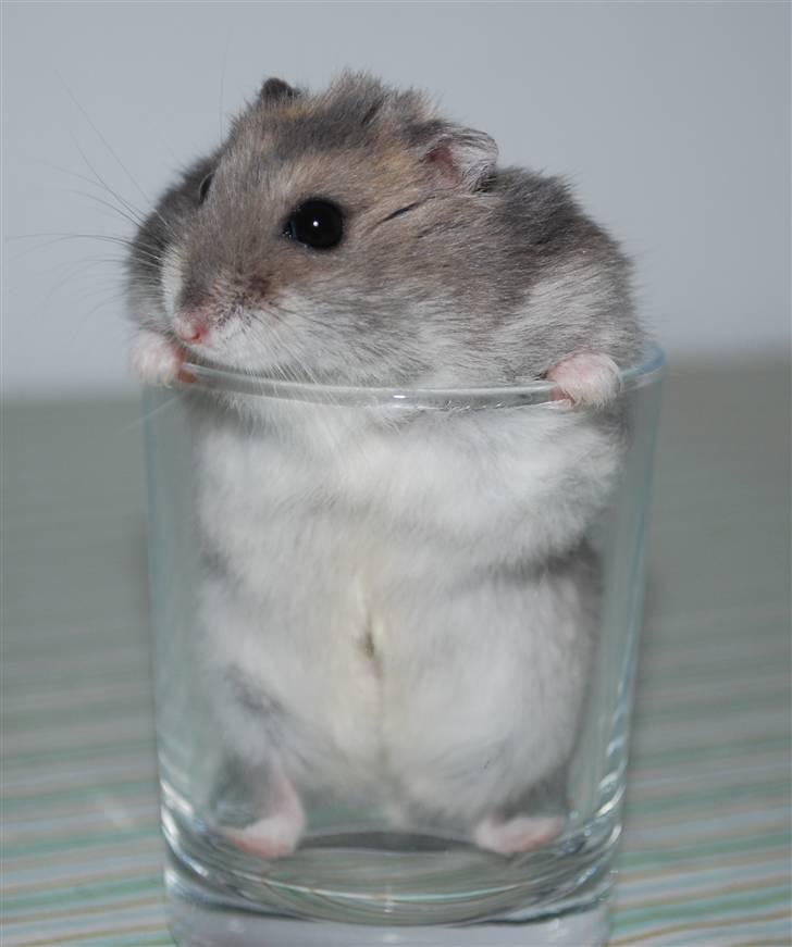 Dværghamster Max - Jeg sidder fast! billede 11