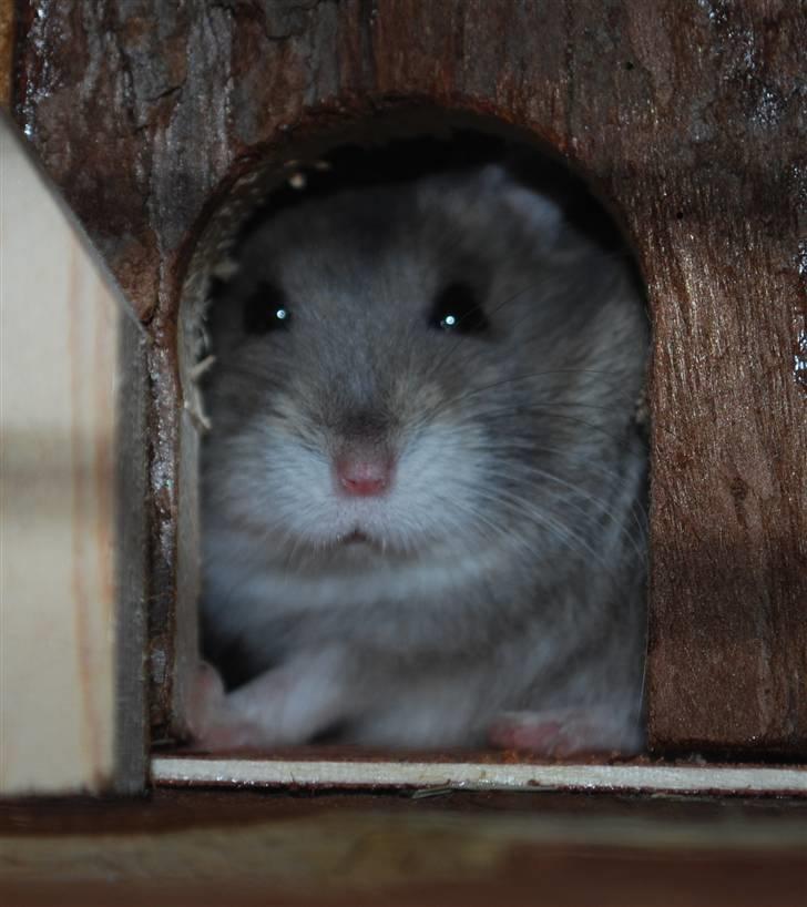 Dværghamster Max - Velkommen i mit lille hus billede 12