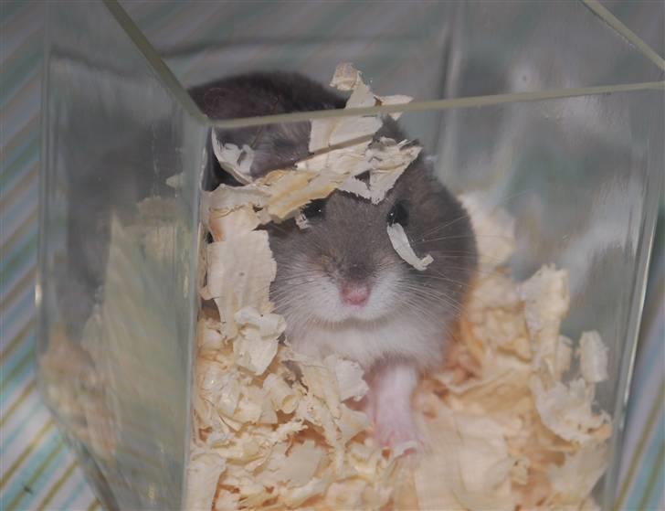 Dværghamster Max - Er det mig I glor på? billede 13