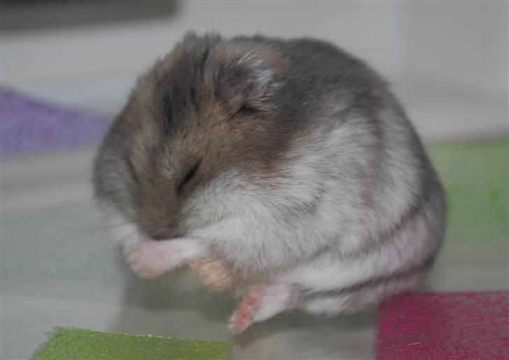 Dværghamster Max billede 14