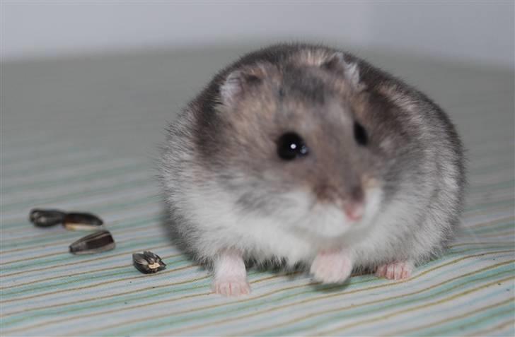 Dværghamster Max billede 15