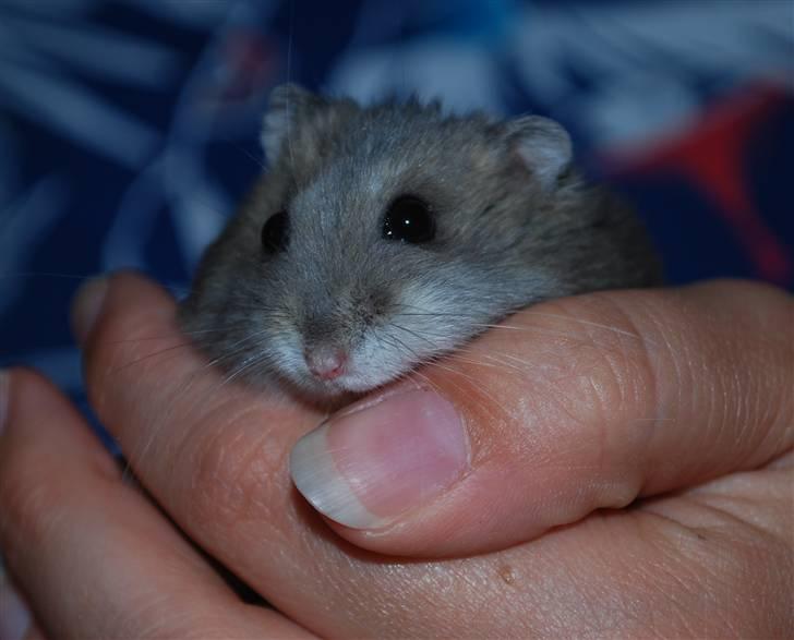 Dværghamster Max - Trygt og godt billede 16