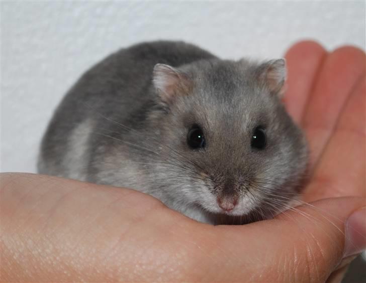 Dværghamster Mini (død: 26/6-2011) - Jeg hedder Mini billede 1