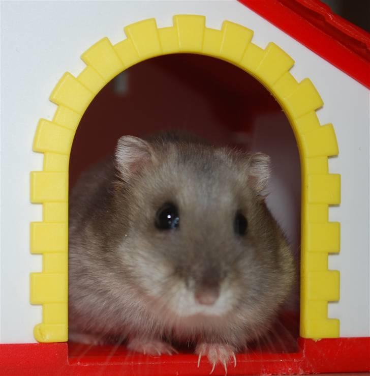 Dværghamster Mini (død: 26/6-2011) - Ude godt, men hjemme bedst billede 2