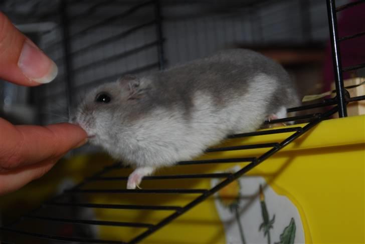 Dværghamster Mini (død: 26/6-2011) - Jeg er så dygtigt til at komme ud når mor kalder billede 3