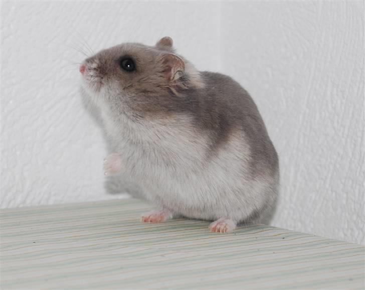 Dværghamster Mini (død: 26/6-2011) billede 4