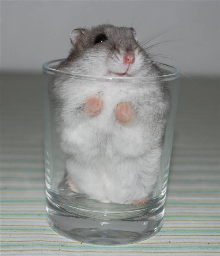 Dværghamster Mini (død: 26/6-2011) - Jeg syntes der er lidt klemt billede 5