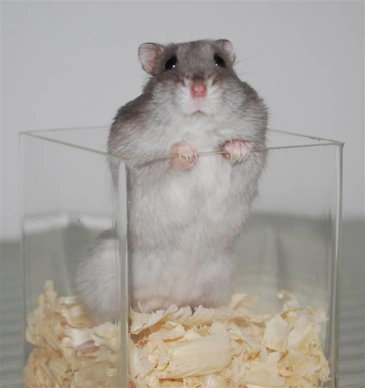 Dværghamster Mini (død: 26/6-2011) billede 6