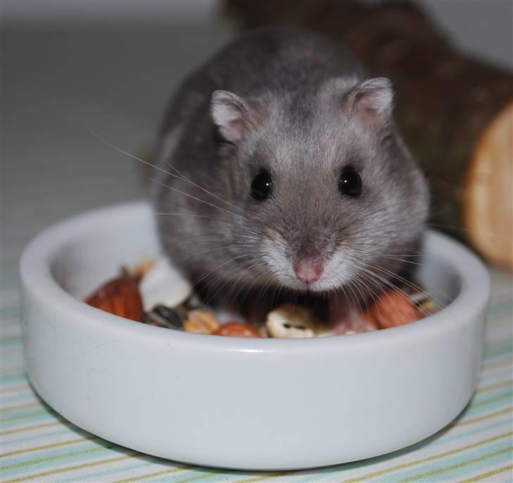 Dværghamster Mini (død: 26/6-2011) billede 7