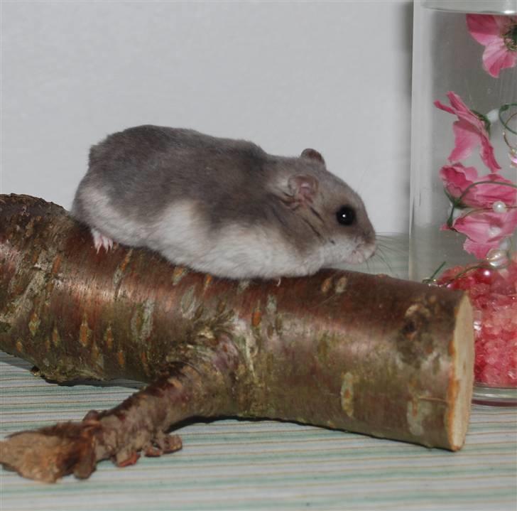 Dværghamster Mini (død: 26/6-2011) billede 8