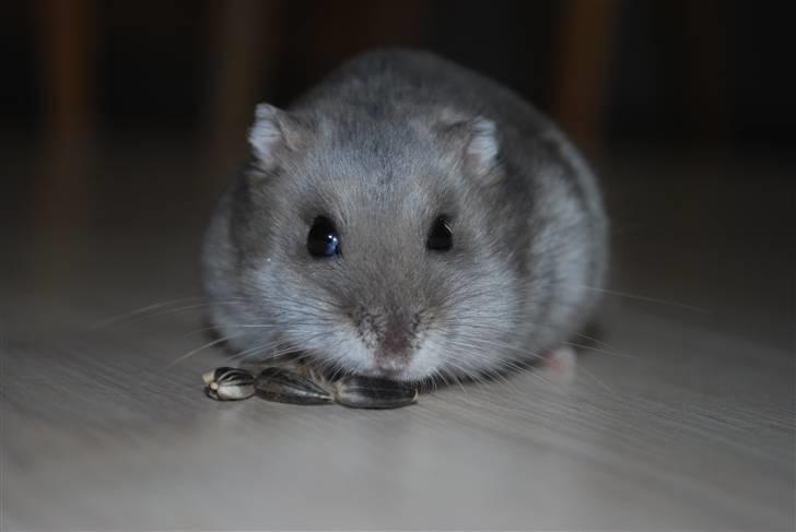 Dværghamster Mini (død: 26/6-2011) - Mhhh... mad billede 9