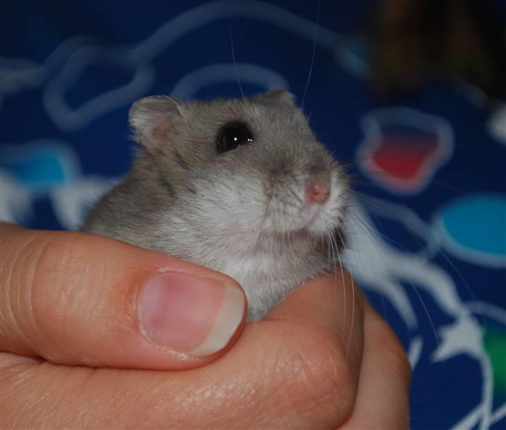Dværghamster Mini (død: 26/6-2011) - Tryghed billede 10