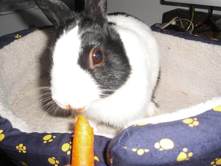 Kanin Ålbækkegårds Herbert Andersen billede 9