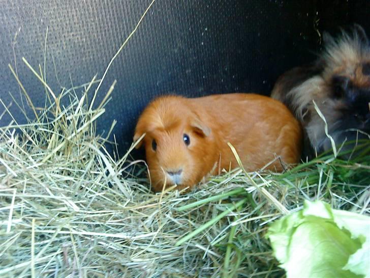 Marsvin Emilie R.I.P. billede 2