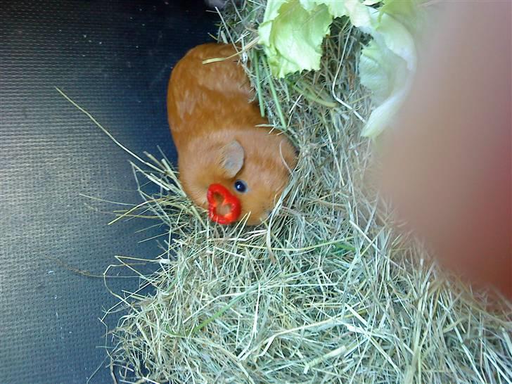 Marsvin Emilie R.I.P. billede 3