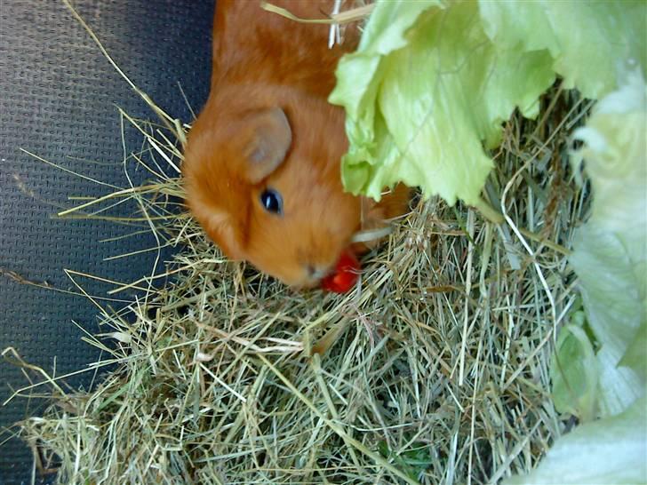 Marsvin Emilie R.I.P. billede 4