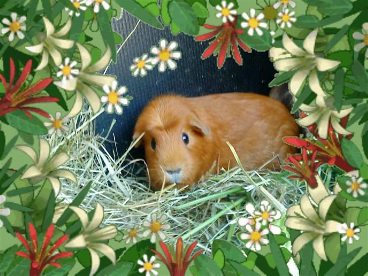 Marsvin Emilie R.I.P. billede 5