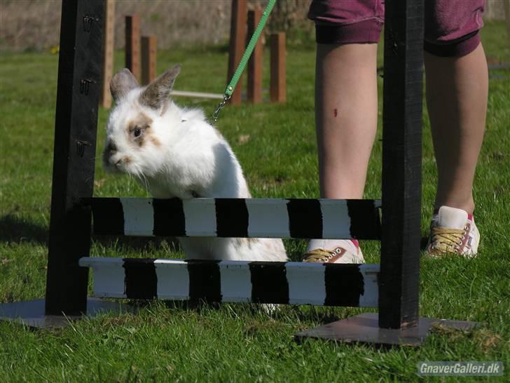 Kanin Nalle - foto- Marianne/Stald freak billede 5