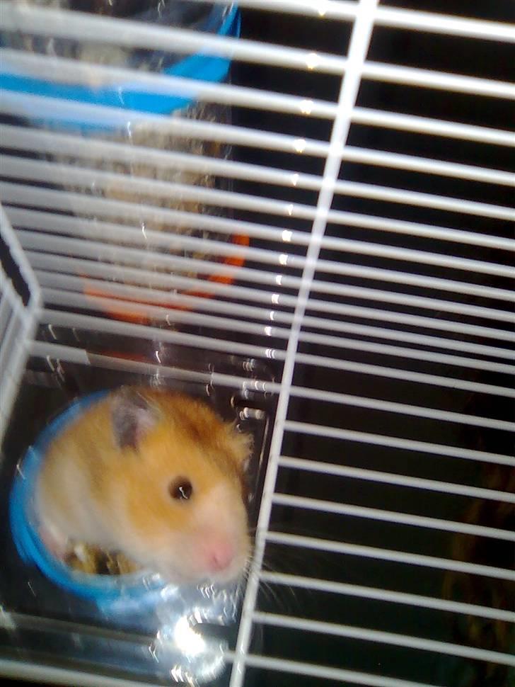 Hamster Speedi billede 1