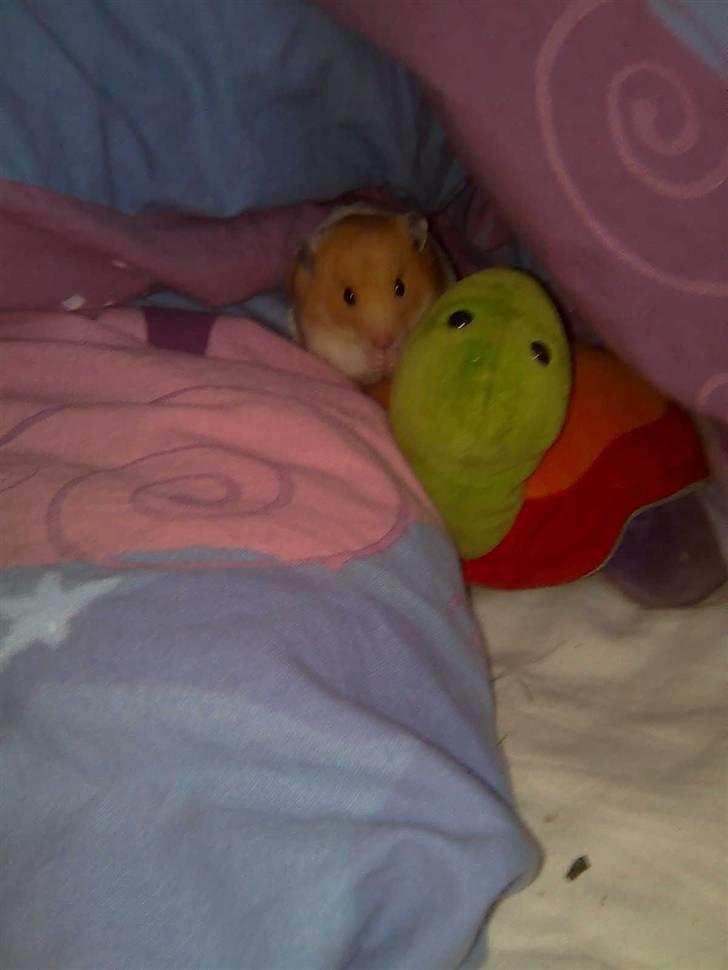 Hamster Speedi billede 2
