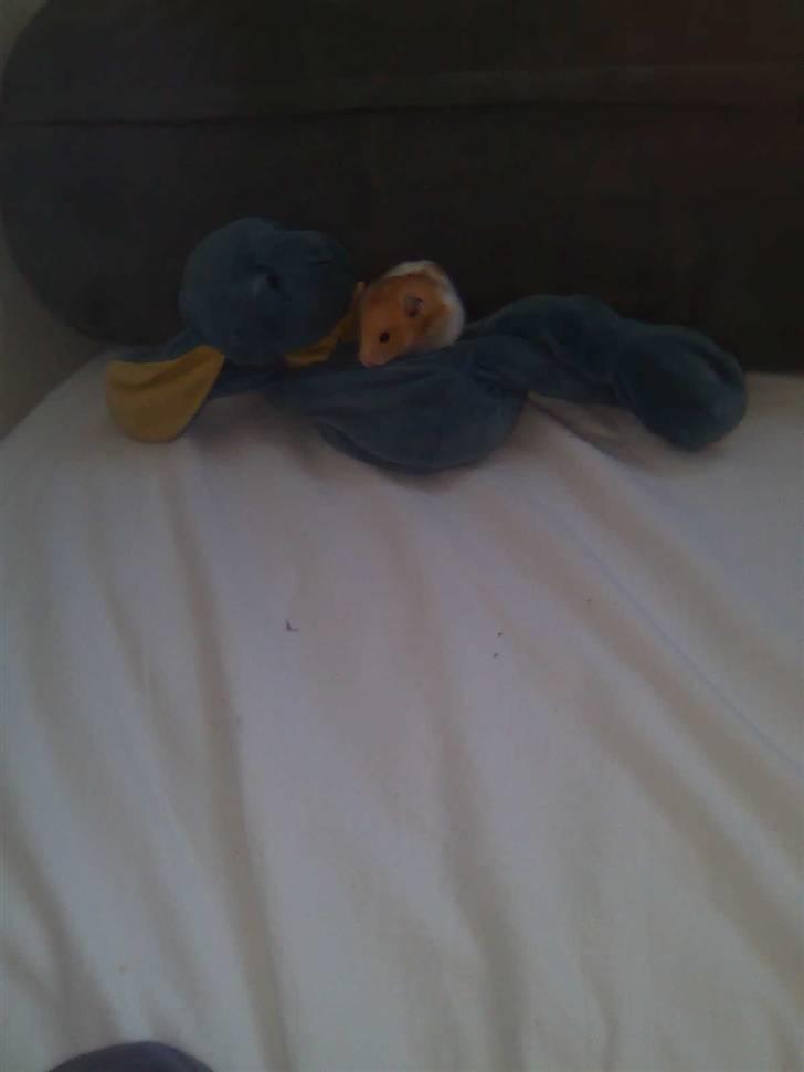 Hamster Speedi billede 3