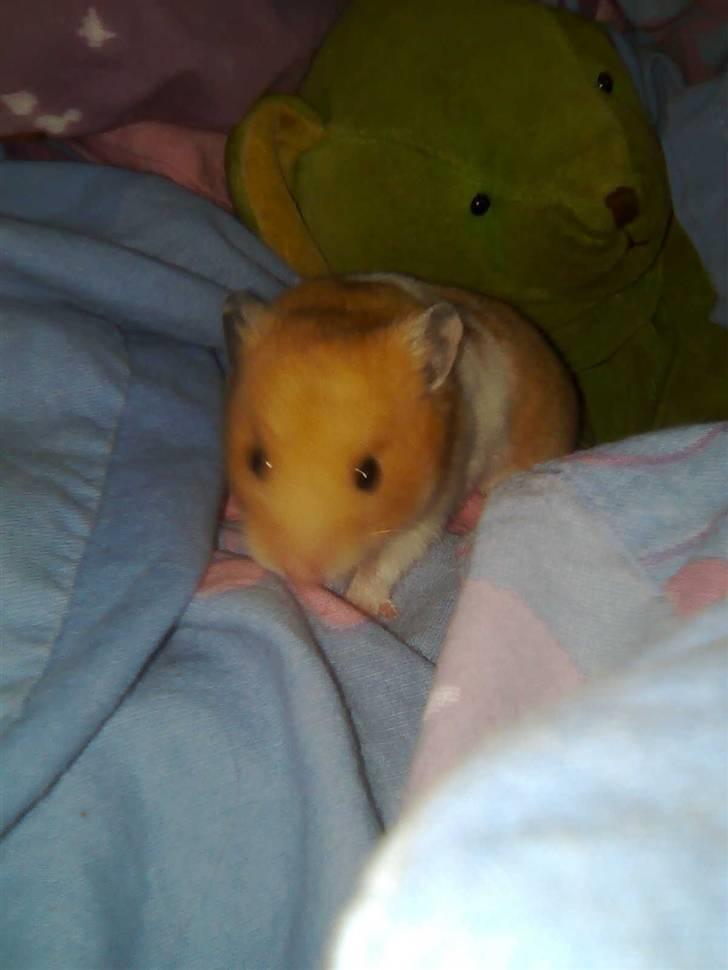 Hamster Speedi billede 4
