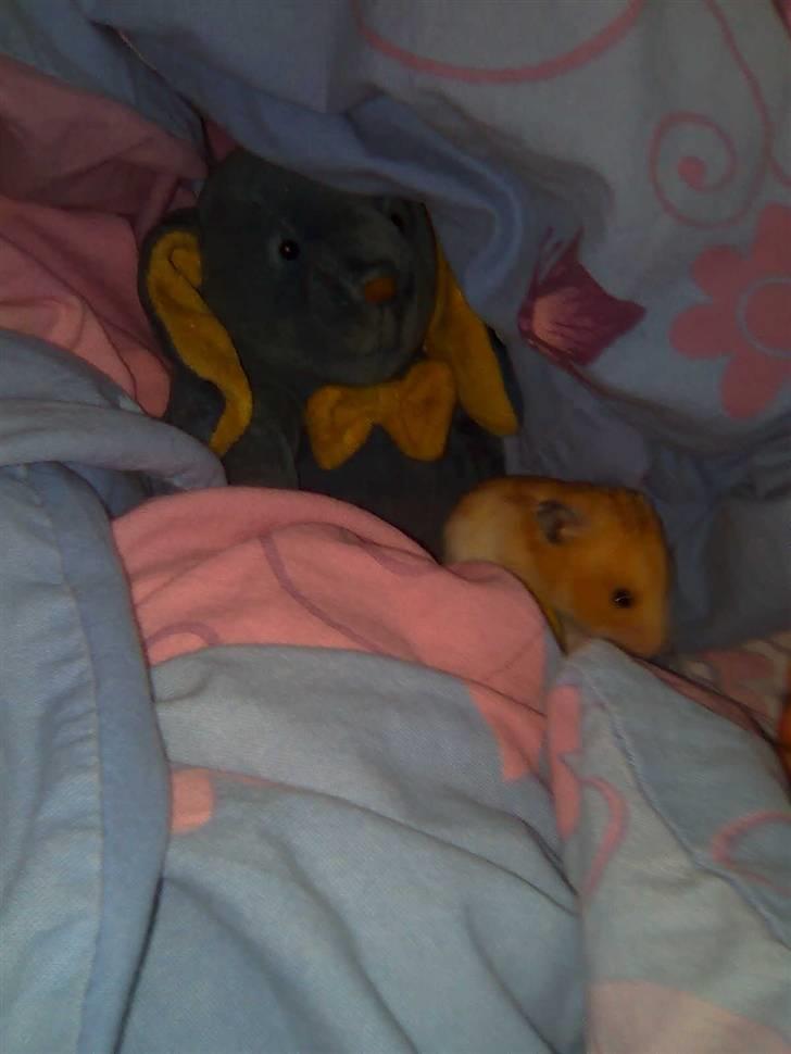 Hamster Speedi billede 5