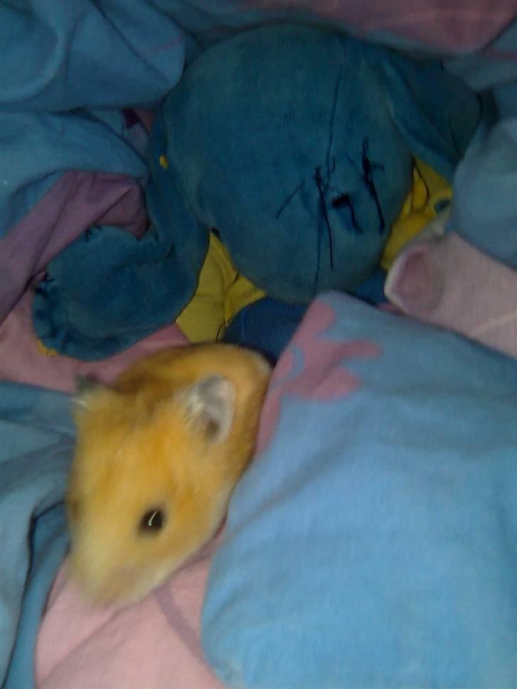 Hamster Speedi billede 6
