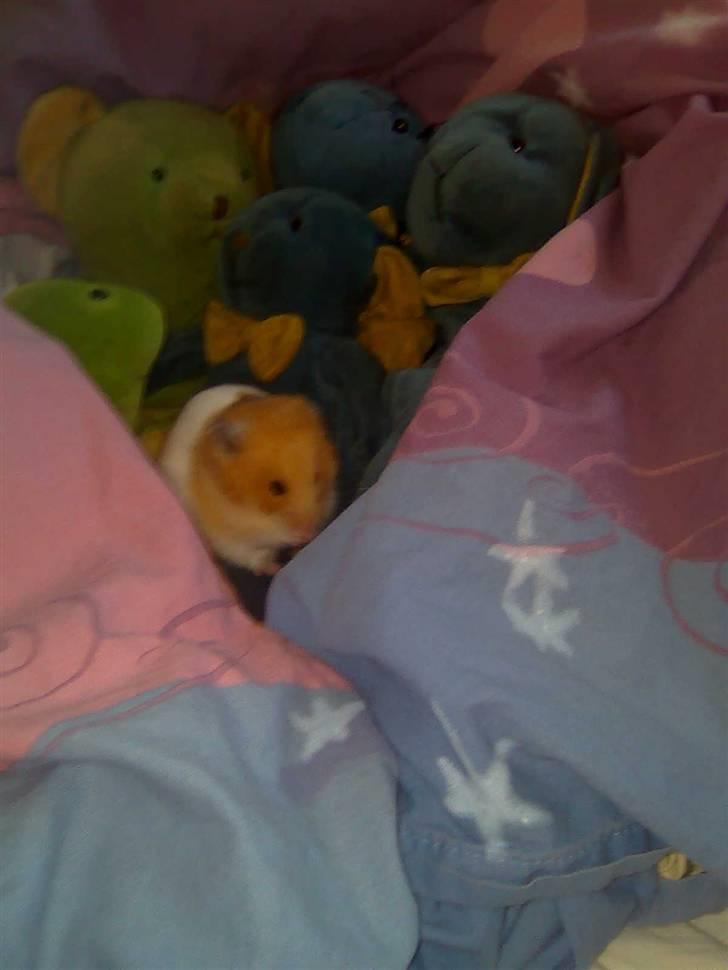 Hamster Speedi billede 7