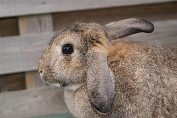 Kanin Ninus - Smukke tøzzen!!! MODELBILLED ___ Foto: Sara A (MIG) billede 17