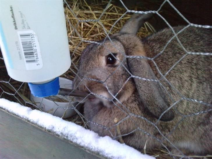 Kanin Ninus billede 18