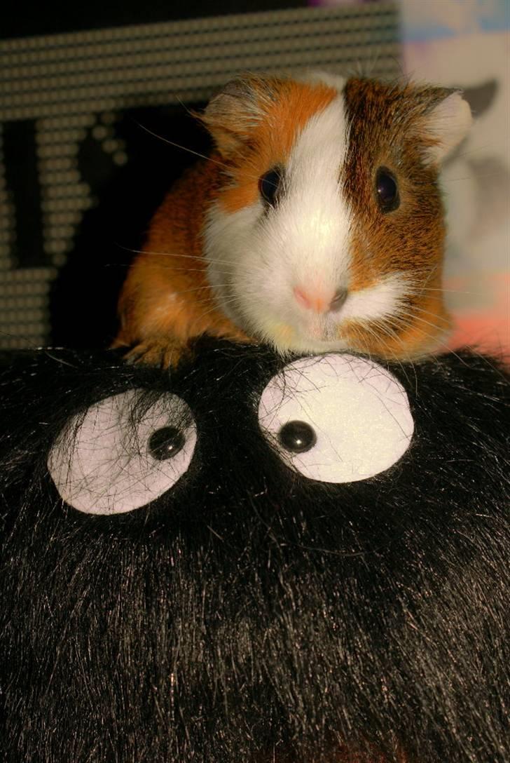 Marsvin My Jolene Surferine billede 6