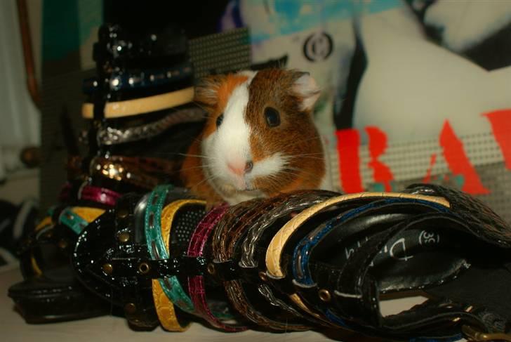 Marsvin My Jolene Surferine billede 7