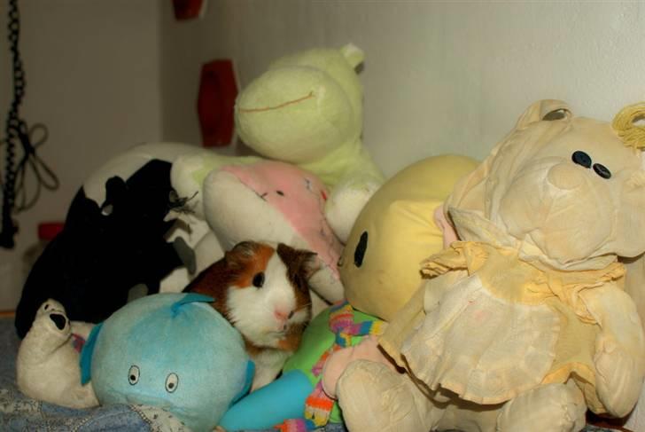 Marsvin My Jolene Surferine billede 8